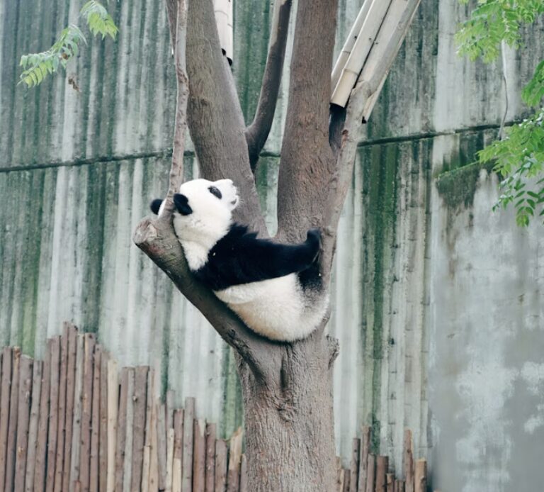 『パンダより恋が苦手な私たち』を見る前に知りたい、パンダの求愛行動が完全に人間だった件